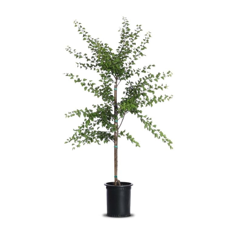 Blenheim Apricot Landscape Plant Source Landscape Plant Source